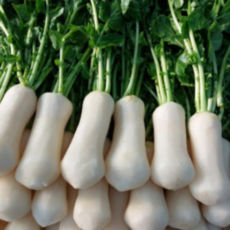 [굿피플] 절임알타리무 알타리무 국내산 알타리 총각무, 1개, 절임 알타리 5kg