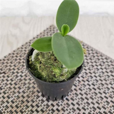 대엽 풍란 키우기 선물용 미니 인테리어 대엽 풍란 소품 화분 동양란 사무실 베란다 가드닝 초보자 공기 책상