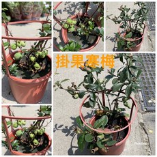 霏霏園藝 掛花寒梅
