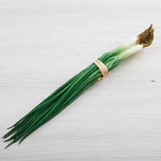 진짜같은 대파 모형 야채 미니어처 풋마늘 촬영소품, 파 한 다발