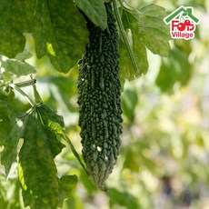 [푸드빌리지] 유기농 친환경 생여주, 1박스, 생여주 2kg (상)