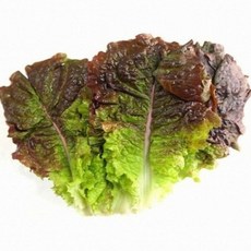 기찬드림 쌈배추 적상추, 1개, 4kg