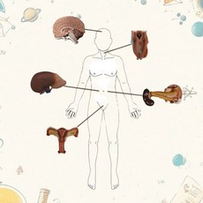 학교 생물 보건 수업용 인체 내분비계 학습 자석 모형 카드 과학실 과학놀이, 1개, 상세페이지참조