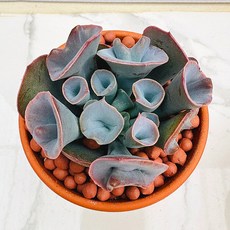 다육식물 선인장 농장직송 산아래 다육이 생명력최고 키우기쉬운 공기정화 전자파차단 트럼펫핑키, 1개, 럭셔리