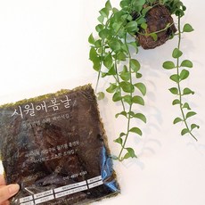 맥반석수제김 바삭하게구운 시월애봄날 서신서곡점 당일구운 전주수제김 불향나는김, 5개, 26g