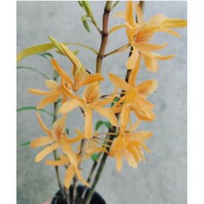 Den Chinsai 很會開的交種珍彩石斛/不一定帶花/冬春皆會開