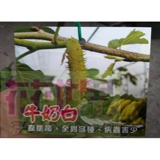 花花世界玫瑰園 牛奶白桑葚 4吋盆高30cm，富含维生素C, 1個