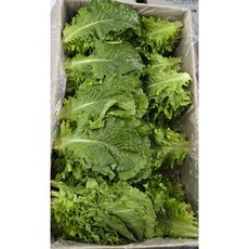 국내산 남원 최상품 청상추1kg 2kg 4kg 박스포함 알뜰농장, 1개, 적상추4kg