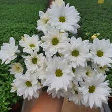 [무지개꽃/색상선택17종] 가드닝 국화 (꽃크기 6cm 소국 화분), 39. 하얀 홑꽃 (브리즈 화이트), 1개