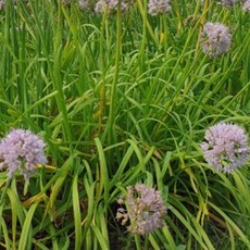 두메 부추 농장 김치 야채 채소 씨 종자 씨앗 100립, 1개