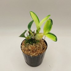 단정학 황금대명석곡 소형 착생란 덴드로비움 목부작 공기정화식물, 1개