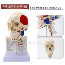 두개골 실물대 해부 턱관절 코드 머리뼈 봉합선 배색 숫자 분해가능 교육용, G. 근육착색두골대경추