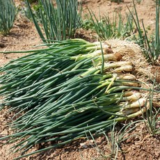 달큰 알싸한 통영 고성 노지 흙 봄 쪽파 2kg, 1개