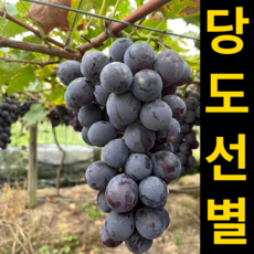 [26년첫수확특가] 꿀Brix 국내산 거봉 포도, 1세트, 1kg