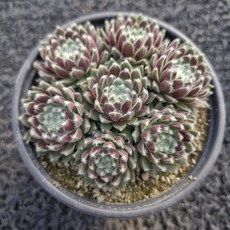 봄의정원 부엉이 바위솔-C, 1개