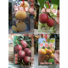 李子嫁接苗一棵，保證品種純正，庭院陽台盆栽果樹苗