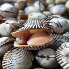 선주직송 남해안 벌교 제철 새꼬막, 1박스, 3kg (300미 내외)