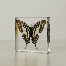 비큐리어스 리얼 곤충 표본 나비 1종, 호랑나비, 1개