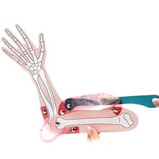 근육으로움직이는팔뼈와근육모형(1인용포장)