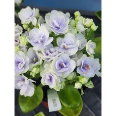 미니바이올렛 아이리쉬 엔젤2 8센티분/ 엠제이정원, 1개