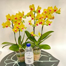 무배행사 미니옐로우 신품종 호접란 쌍대 2개발송 서양란 꽃 실내월동 스마일화훼유통, 1세트