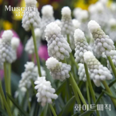 무스카리(Muscari )추식 구근 화이트매직(1set-5구) 금강원예, 1세트