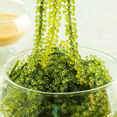 톡톡 터지는 바다포도 우미부도, 300g, 1개