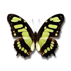 蟲新發現 蝴蝶標本A1 Victorina stelenes 未展翅乾貨 - DIY科學實驗套組，親子互動自然教育, 1個