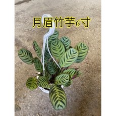 霏霏園藝月眉竹芋6寸盆栽特價中 綠植盆栽 美化居家環境 新手易種
