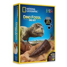 밤나무-내셔날지오그래픽 화석발굴 공룡이빨 029653, 상세 설명 참조, 1개