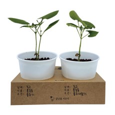 꼬메빔보 강낭콩 화분 키우기, 본품