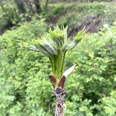 국산 무농약 노지 엄나무순 500g 자연 야생 덕진푸드, 1개