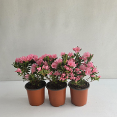 방울철쭉 3개 공기정화식물 온누리농원