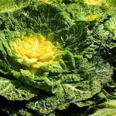 스윗쿡 국내산 제철 봄동 알배기 배추, 1개, 1kg