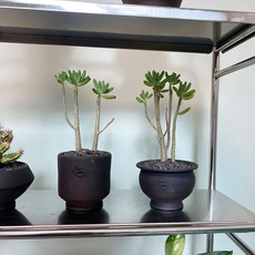 청솔 귀여운 미니 야자수를 닮은 다육 핸드메이드 블랙 토분, 1개, 곡선 굽토분(받침없음)