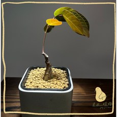 歪皮植物 奇異油柑 隨光起舞塊根植物 超耐旱好養 陽台窗邊植栽, 1個