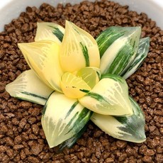 黃金 Compto X Cupid F3 B805-39, 1個