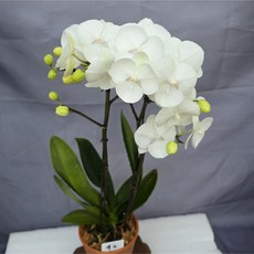 이태리토분/백조 호접란/선물용 으로 추천, 1개