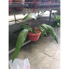 霏霏園藝 飄帶火鶴（貝氏花燭）吊花