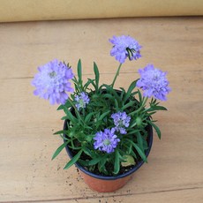 보라솔채(월동잘하는야생화입니다)러브플라워, 1개