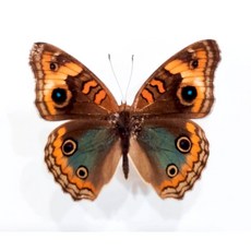 南美蛺蝶蝴蝶標本A1，已展翅，秘魯產地，精美昆蟲收藏，自然科學教育, Junonia genoveva♂