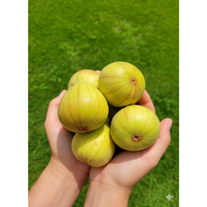 [신선도유지] 포장과 배송까지 철저한 영암청무화과, 1개, [청년인증]영암청무화과2kg