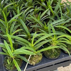 난 소엽풍란 5포트 풍란 동양란 난화분 난키우기 식물키우기, 1개