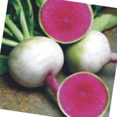 종묘사 야채 빨간 과일 무 무우 수박무 채소 종자 씨앗 100립, 본상품