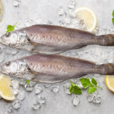 국산 반건조 통민어 생선구이 찜 탕용, 4개, 235g 내외