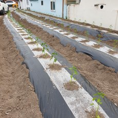배색 멀칭비닐 90X200 고추 감자 고구마 밭비닐 농업용 농사 비닐, 1개