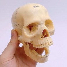 두개골 턱관절 교육 교구 A 해부도 모형 사람 실습, B. 작은 기본색 두개골은 15개 부분으로 분