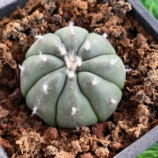 Astrophytum屬 仙人掌 獨特造型 容易照顧 多肉植物收藏., 1個, 琉璃兜實生株-三吋盆
