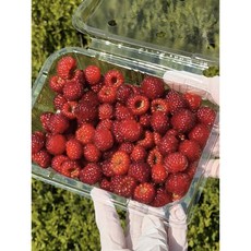 당일수확 산딸기 생과 김해 농장직송 특품 라즈베리, 1개, 250g