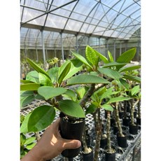 花痴植人 矮種粉紅仙子雞蛋花盆苗，迷你盆栽，浪漫粉色系，新手易種植，點綴居家空間, 圖示大小的多叉扦插穩根苗